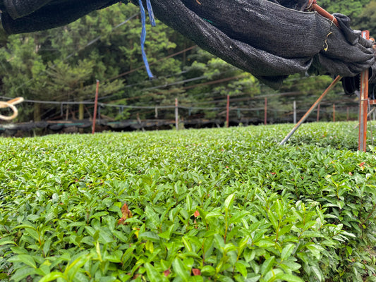 Three Japanese Teas, Chosen for You
